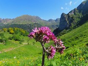 Baite di Mezzeno-Lago Branchino, festa di fiori-22giu26- FOTOGALLERY